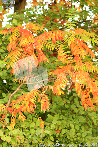 Image of Autumn leaves