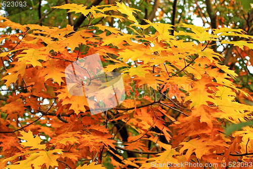 Image of Oak leaves