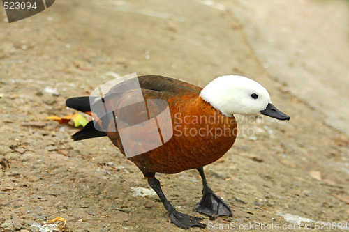 Image of Duck