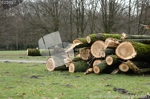 Image of Fresh felled oaks in park