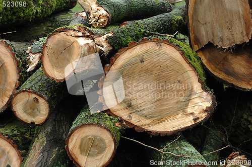 Image of Fresh felled oaks