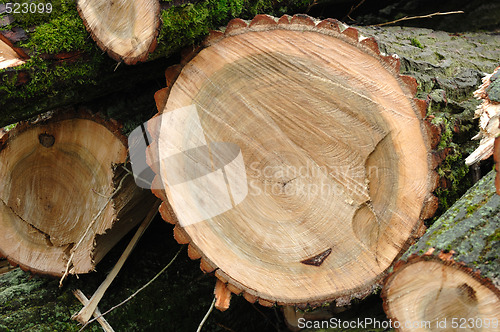 Image of Fresh felled