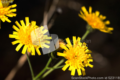 Image of Hawkweed Yellow Flower