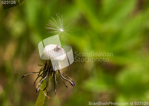 Image of Dandelion Seed