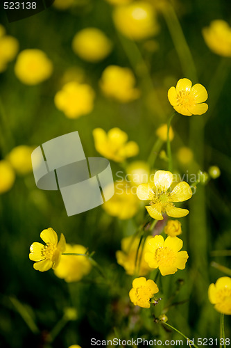 Image of Buttercup Flower