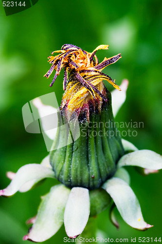 Image of Dandelion Flower