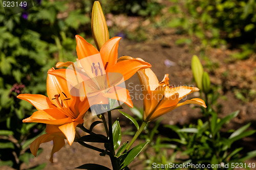 Image of Orange Lilly