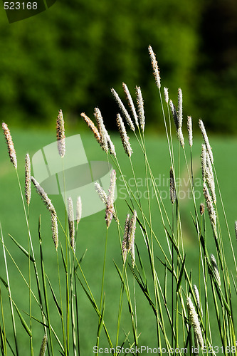 Image of Wild Grass Background