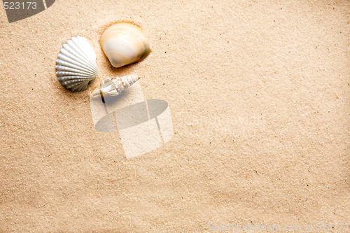 Image of Sand Shell Background