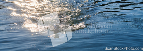 Image of Triathlon athlete swimming on lake in sunrise wearing wetsuit