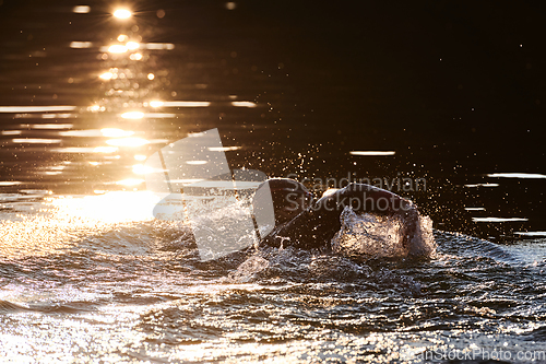 Image of Triathlon athlete swimming on lake in sunrise wearing wetsuit