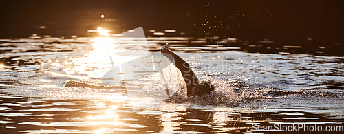 Image of Triathlon athlete swimming on lake in sunrise wearing wetsuit