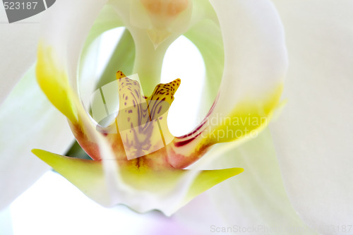 Image of Orchid