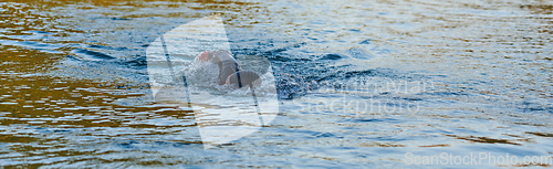 Image of Triathlon athlete swimming on lake in sunrise wearing wetsuit