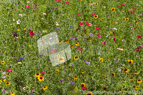 Image of colorful wildflower meadow
