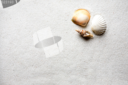 Image of Sand Shell Background