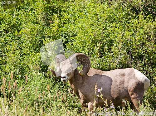 Image of Bighorn Sheep