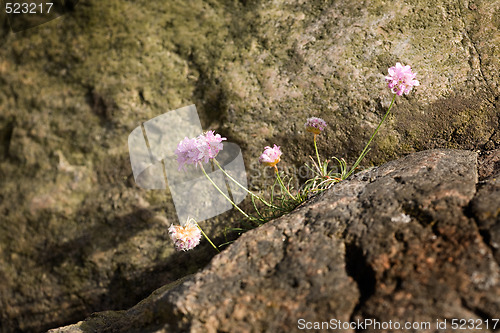 Image of Thrift flower