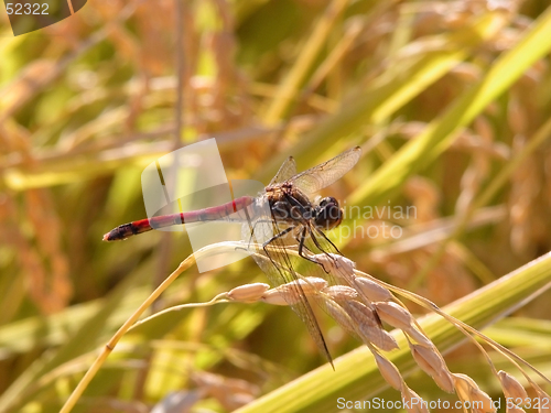 Image of Dragonfly in a rice field
