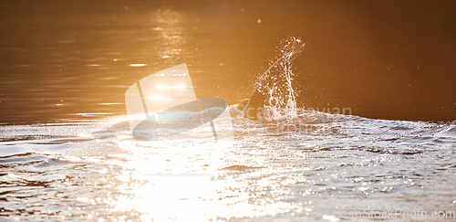 Image of Triathlon athlete swimming on lake in sunrise wearing wetsuit