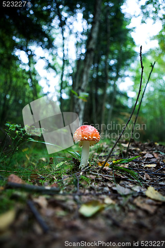 Image of Magic Mushroom