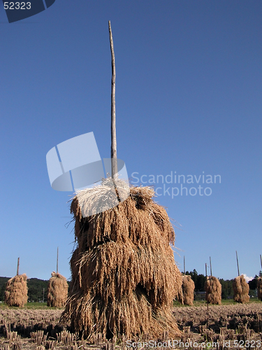 Image of Rice stack