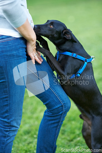 Image of Animal, dog and person on grass for best friends, companion and relaxing outdoor for walk in garden. Pet, hands and owner with canine and harness on park or backyard with trust, peace and protection