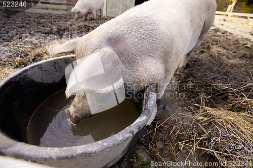Image of Pig at Water Bowl