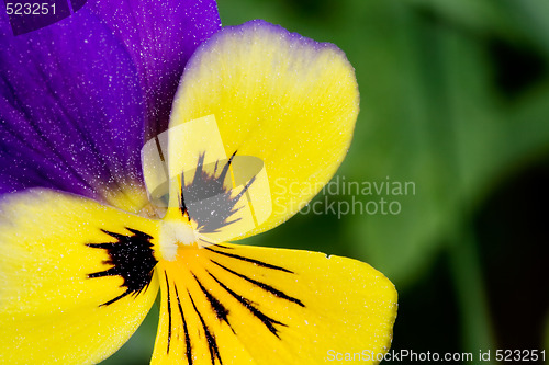 Image of Viola Tricolor Macro
