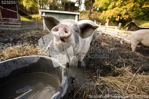 Image of Curious Pig