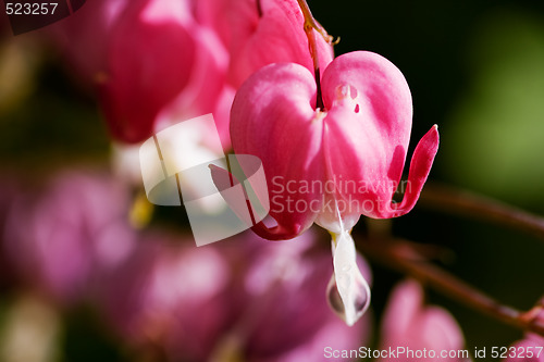 Image of Bleeding Heart Background