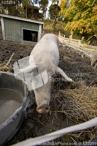 Image of Pig Pen