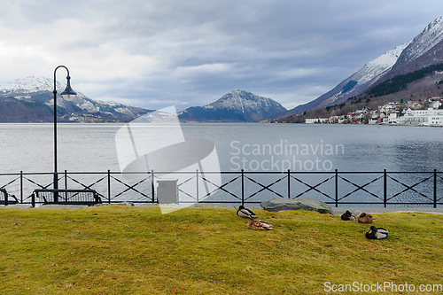 Image of Serene Lakeside View With Ducks Resting on the Grass in a Quaint