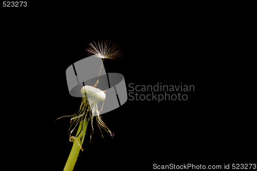 Image of Dandelion Seed