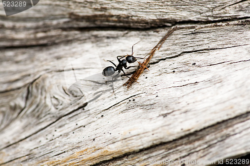 Image of Ant Macro