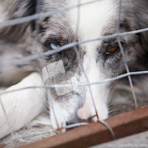 Image of Animal shelter, kennel and sad dog in sanctuary waiting for adoption, foster care and rescue. Pets, homeless and face closeup of unhappy canine or puppy in charity, domestic welfare and ngo pound