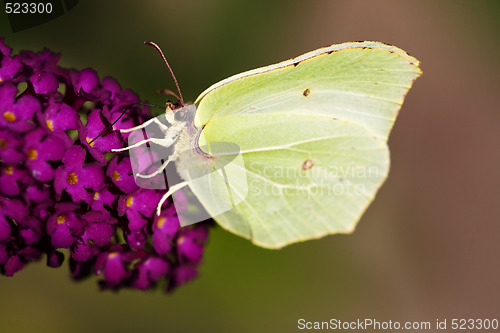 Image of Brimstone Butterfly