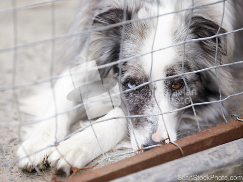 Image of Animal shelter, fence and sad dog in sanctuary waiting for adoption, foster care and rescue. Pets, cage and portrait, face or closeup of unhappy canine or puppy in charity pound, welfare or kennel