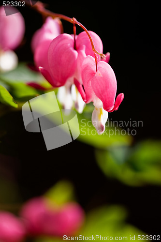 Image of Bleeding Heart