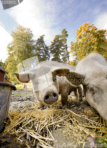 Image of Curious Pig