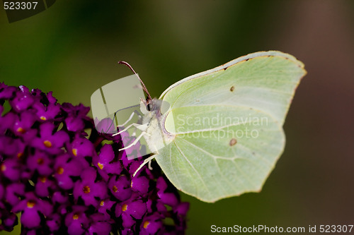 Image of Brimstone Butterfly