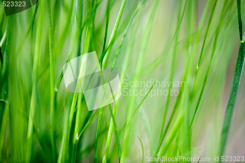 Image of Grass Background
