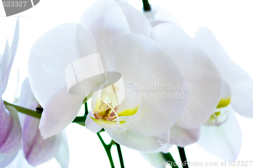 Image of Orchid Flower Macro