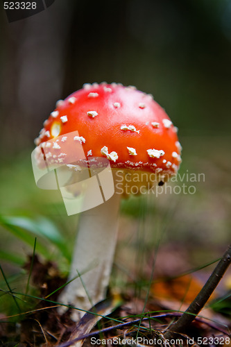 Image of Magic Mushroom