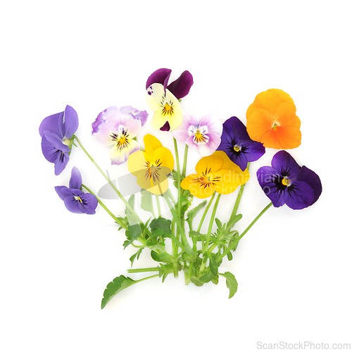 Image of Pansy Flower Plant Varieties Mixed Colors 