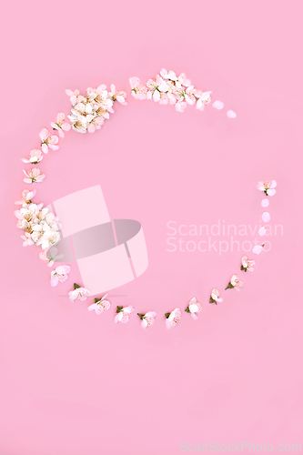 Image of Cherry Blossom Flower Spring Beltane Wreath