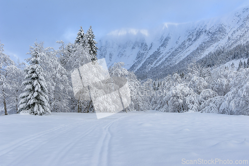 Image of Tranquil Winter Wonderland Captures Snow-Covered Trees and Mount