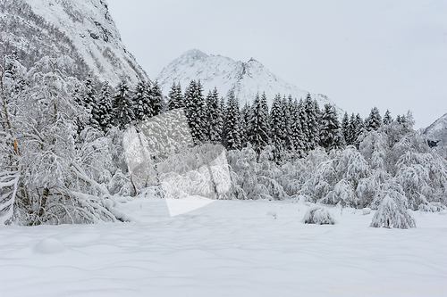 Image of Winter Wonderland: Snow-Covered Trees and a Mountain Backdrop on