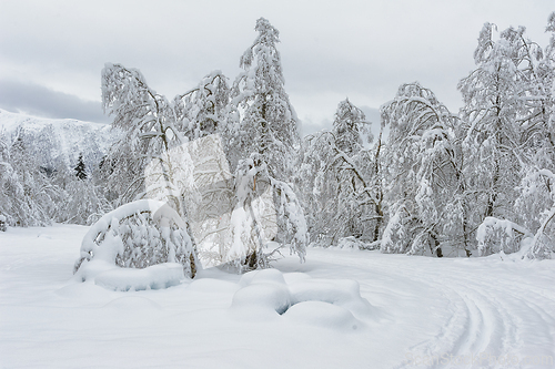 Image of Snow-Clad Trees Bowing Under the Weight of Winters Blanket