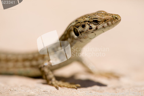 Image of Lizard Macro